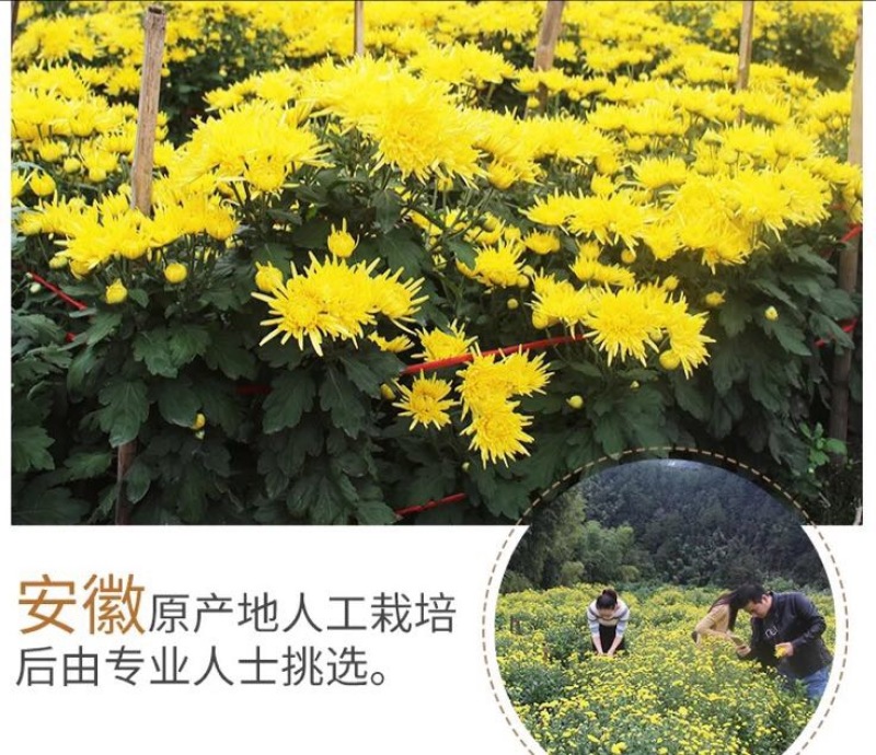 金丝皇菊茶一级