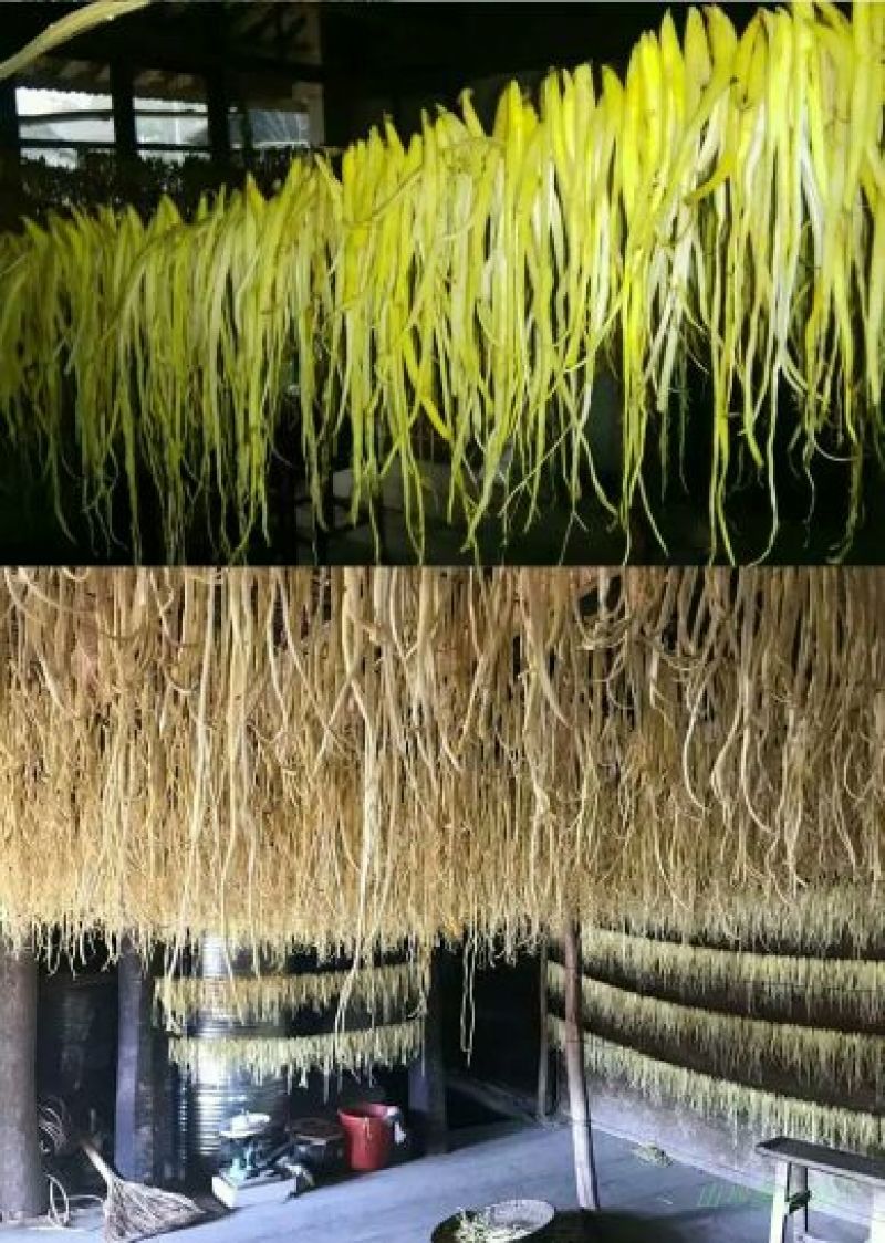 石参(石蒜苔)珍贵高营养保健食品物种稀缺