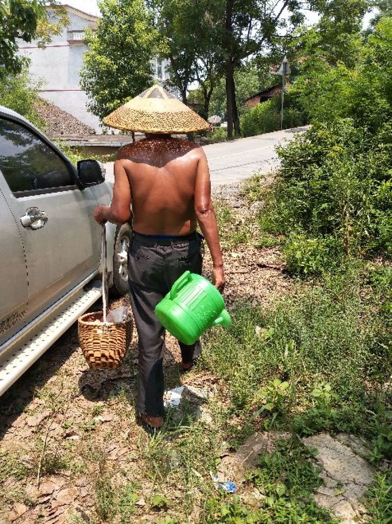 农户自种自然晾干无加硫无加工黄花菜