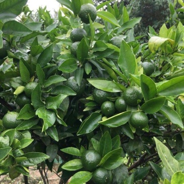 沃柑苗，091无核沃柑苗