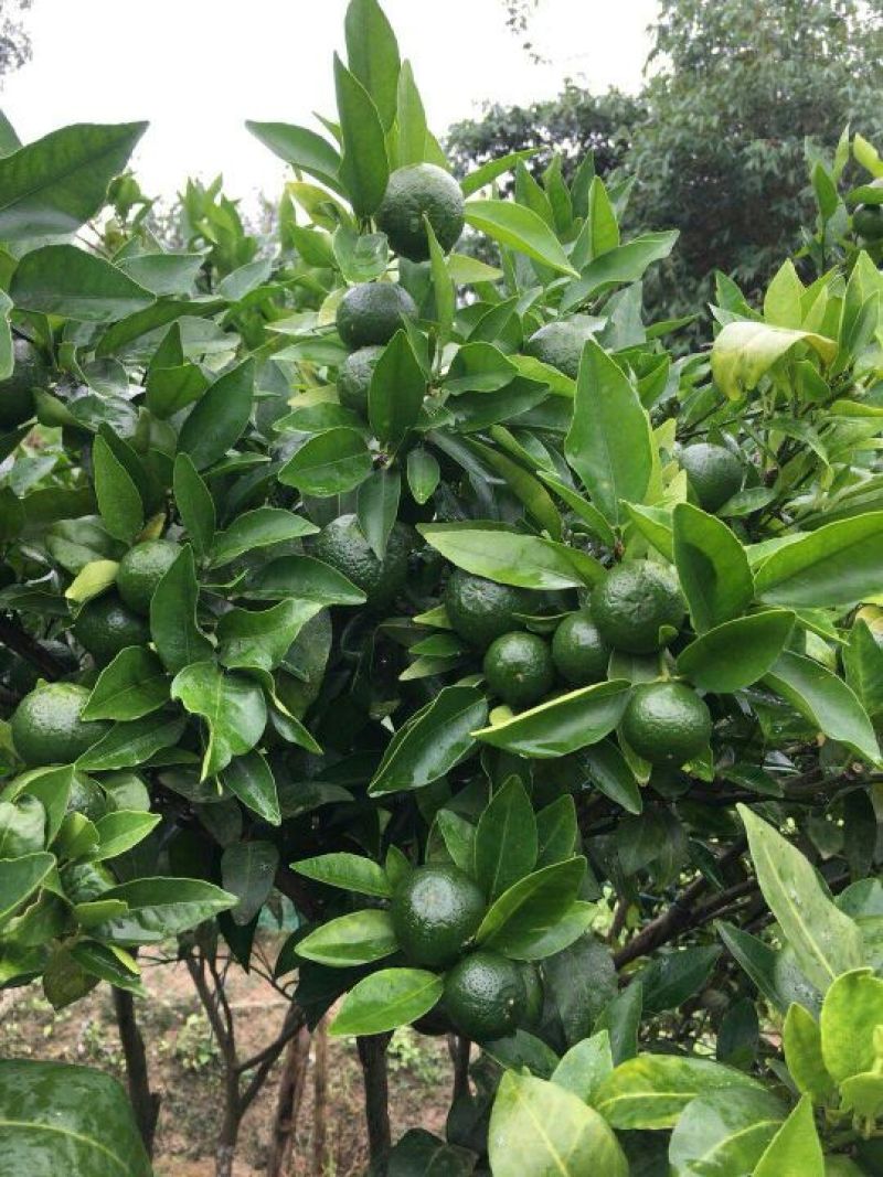沃柑苗，091无核沃柑苗