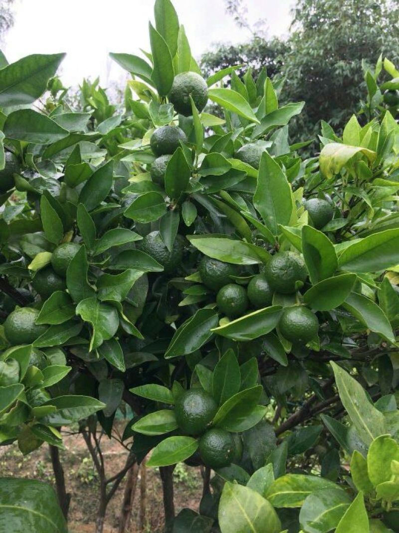 沃柑苗，091无核沃柑苗