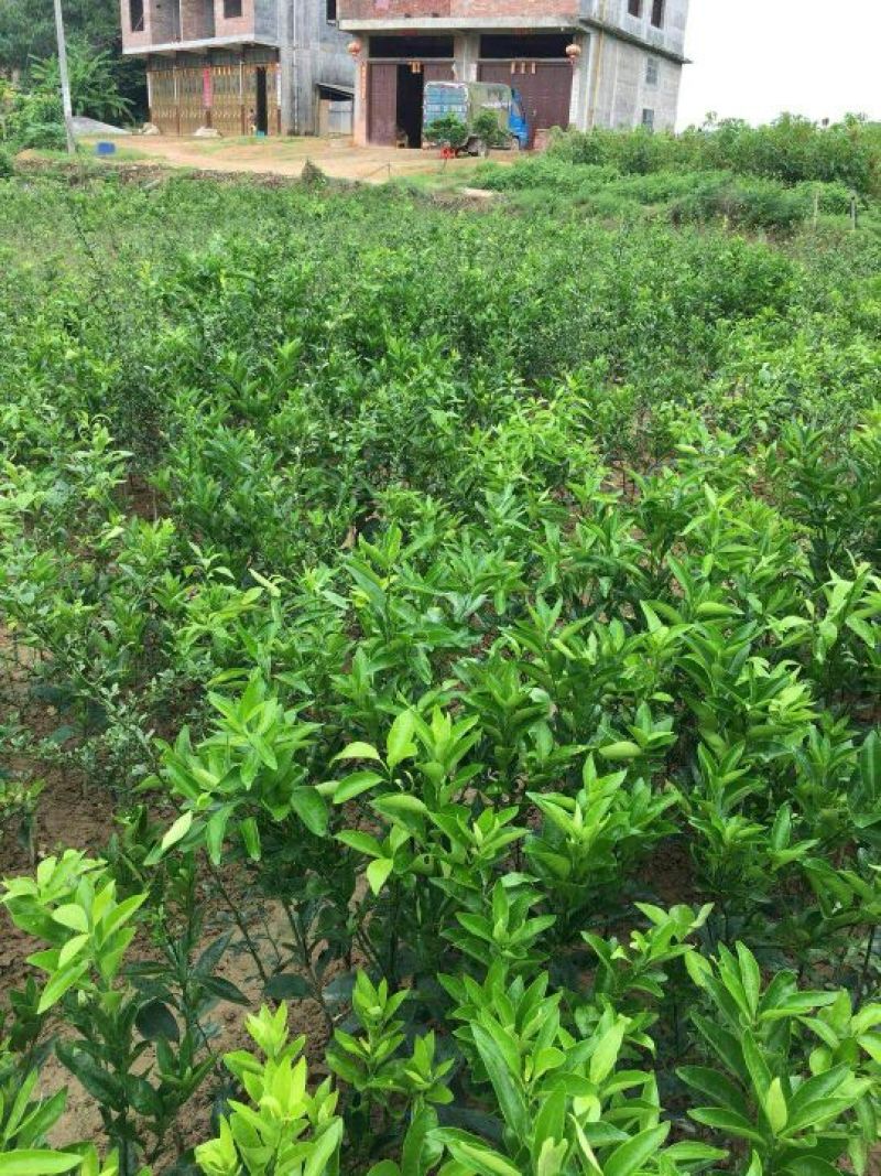 沃柑苗，091无核沃柑苗
