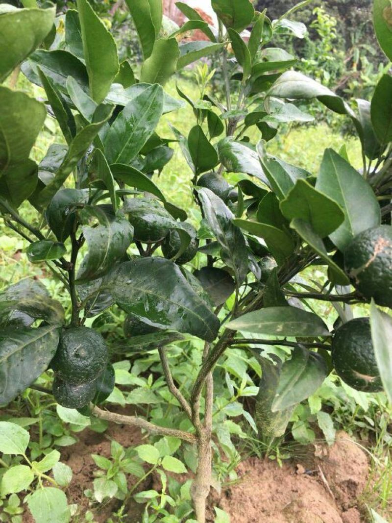 沃柑苗，091无核沃柑苗