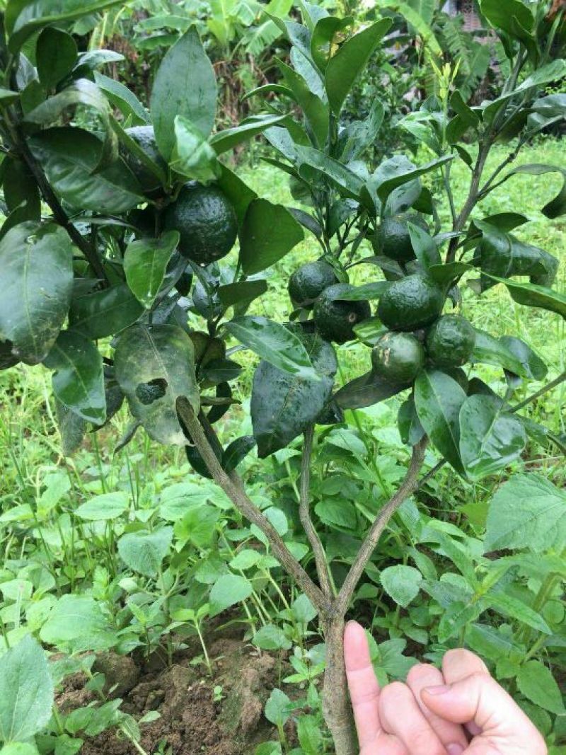 沃柑苗，091无核沃柑苗