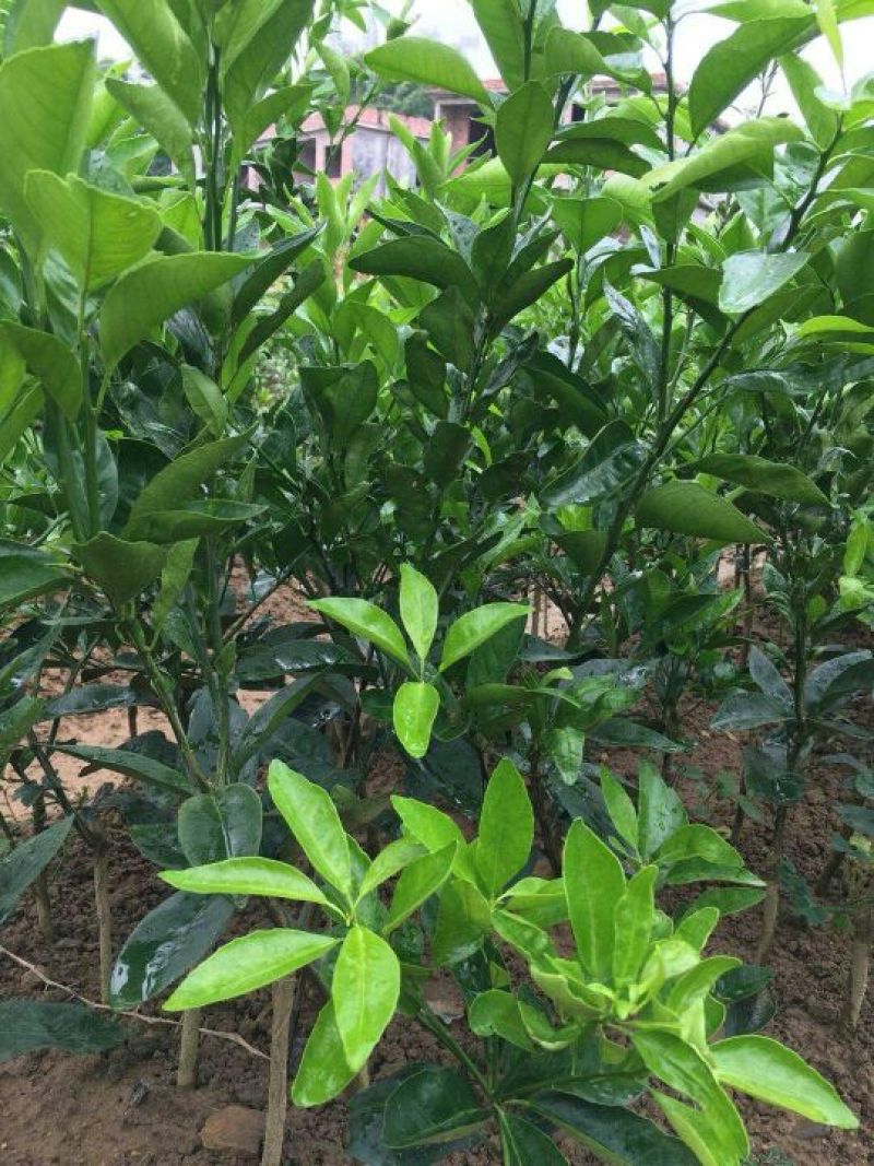 沃柑苗，091无核沃柑苗