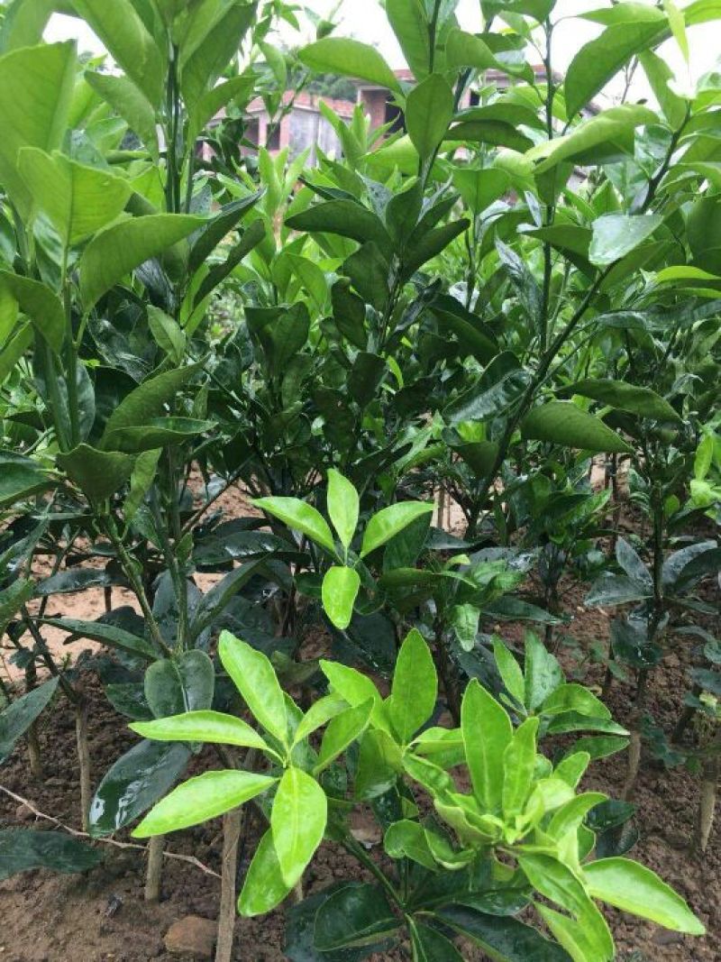 沃柑苗，091无核沃柑苗
