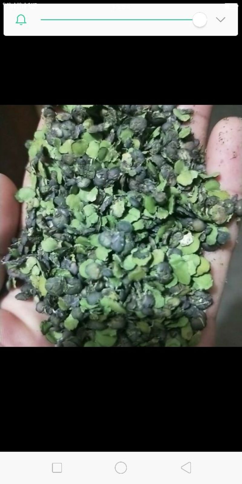 浮萍草。机压包。袋装。产地一手货源价格优惠