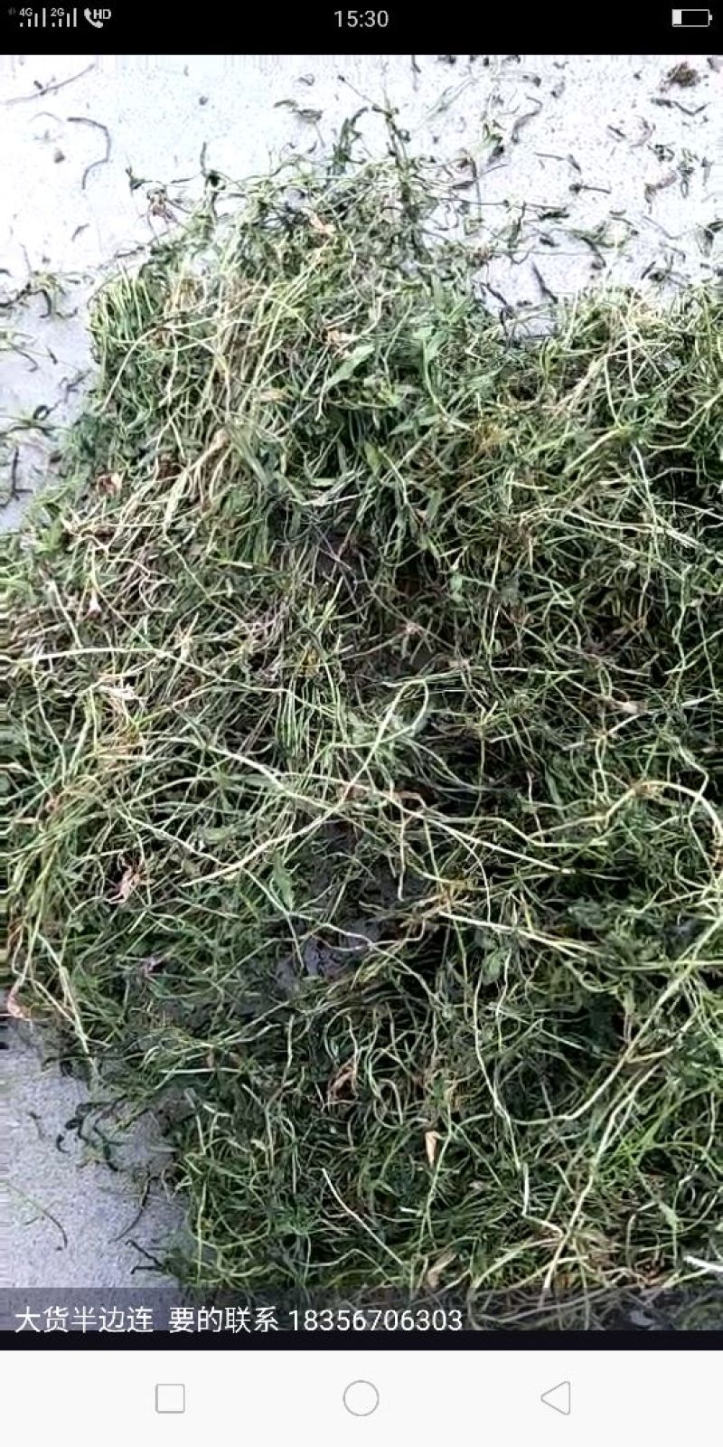 半边莲产地直销批发。量大从优符合国家标准