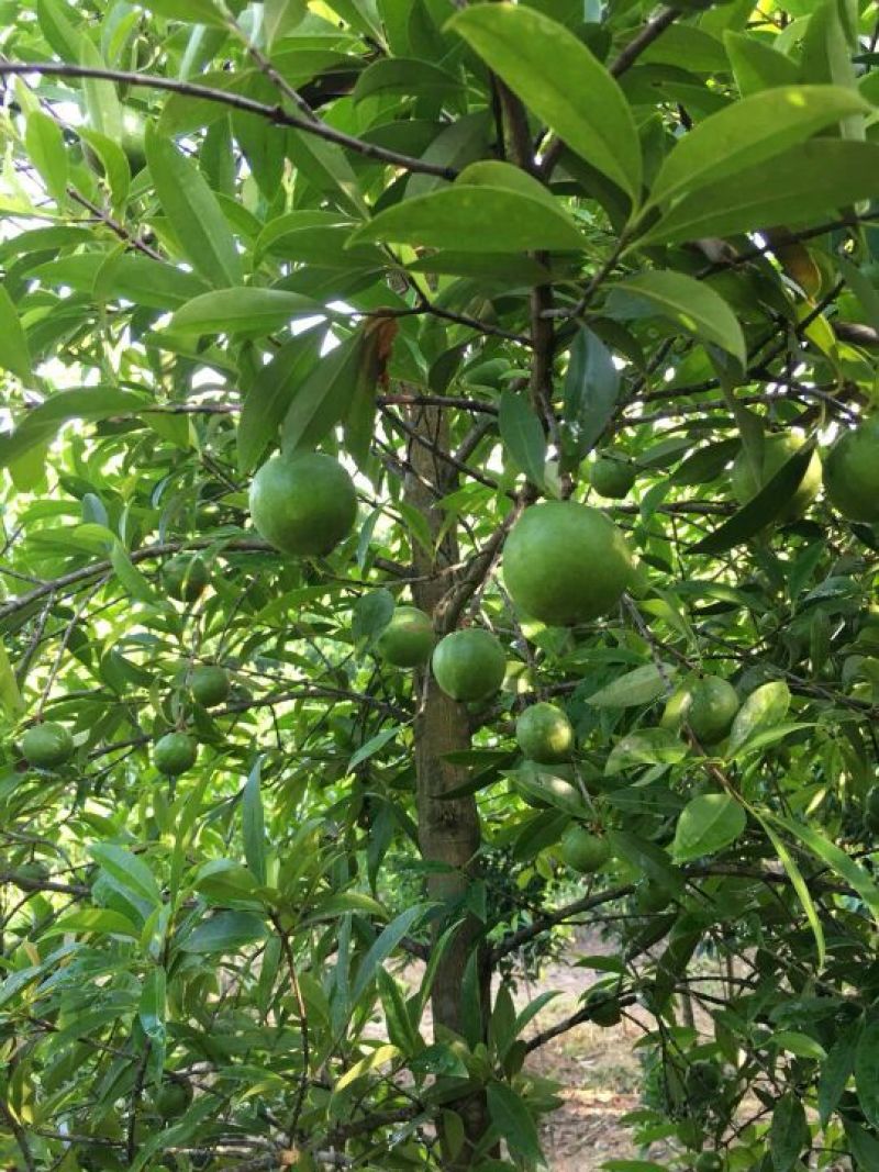 黄金山竹苗（嫁接苗）