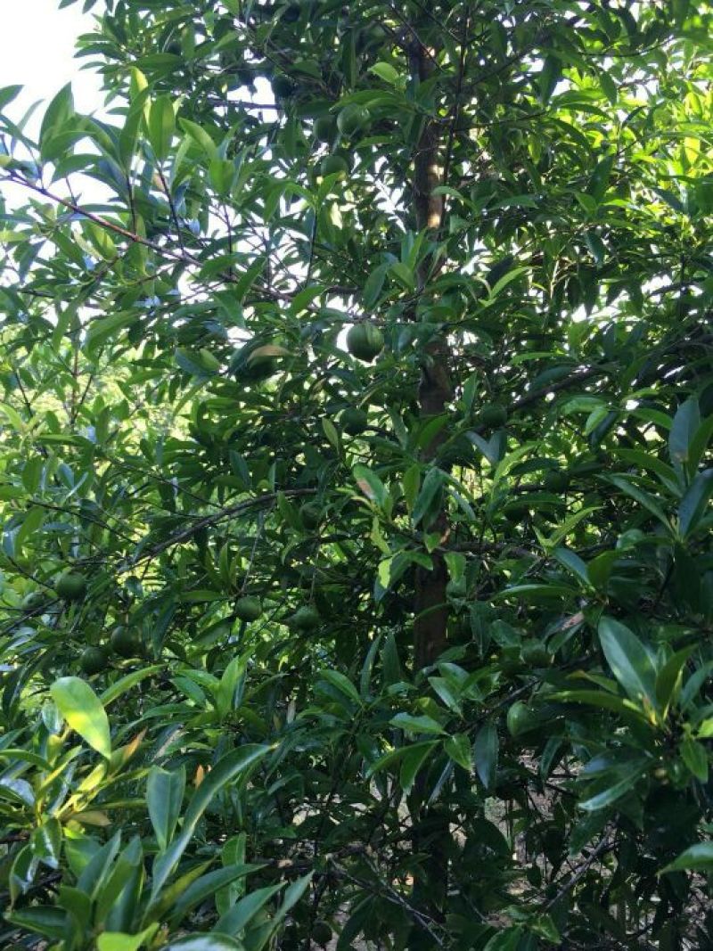 黄金山竹苗（嫁接苗）