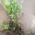 蔷薇苗藤本大花浓香庭院爬藤植物花卉盆栽阳台玫瑰爬墙四季