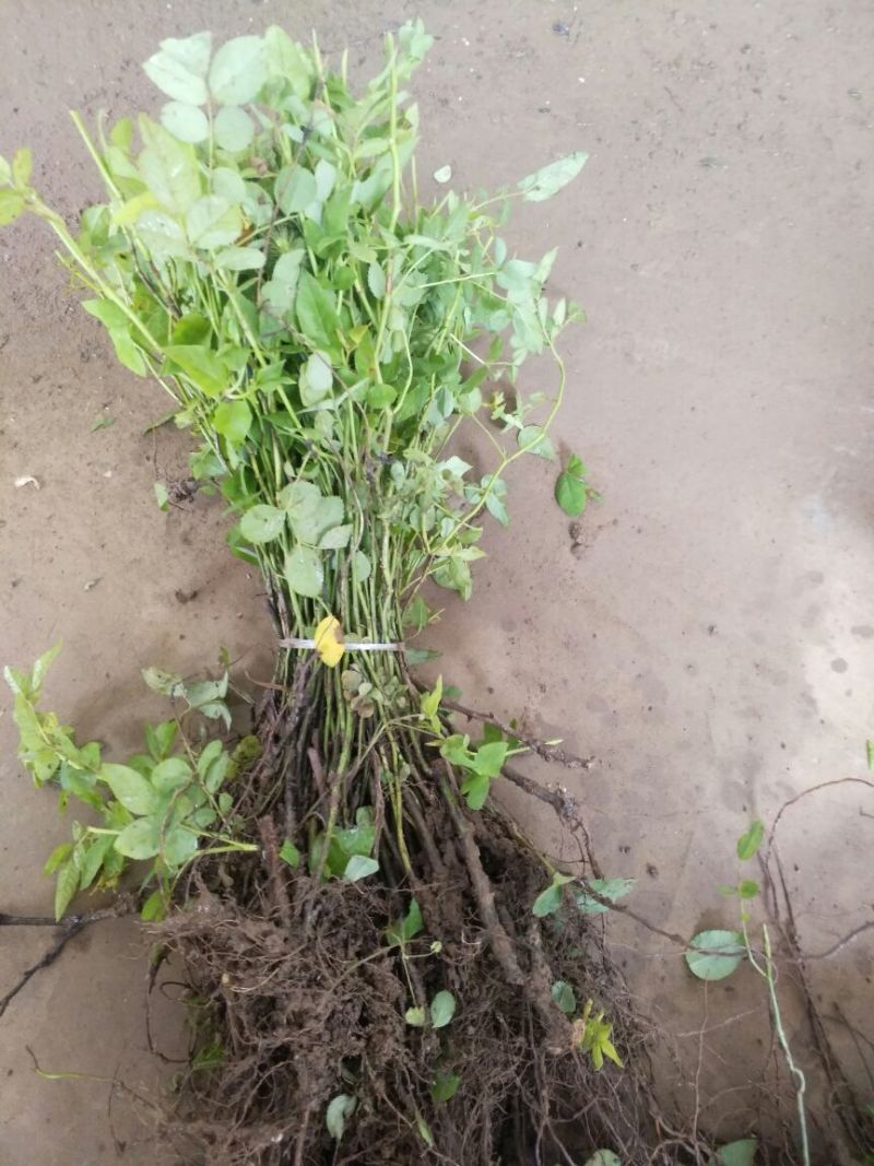 蔷薇苗藤本大花浓香庭院爬藤植物花卉盆栽阳台玫瑰爬墙四季