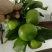 蜜橘/特早蜜橘/明码标价/一手货源/无中间商/诚信赢天