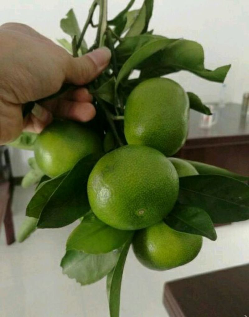 蜜橘/特早蜜橘/明码标价/一手货源/无中间商/诚信赢天