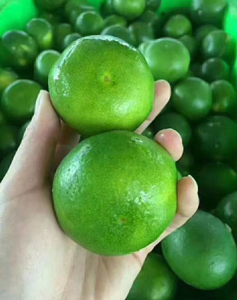 蜜橘/特早蜜橘/明码标价/一手货源/无中间商/诚信赢天