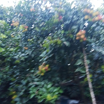 红毛丹