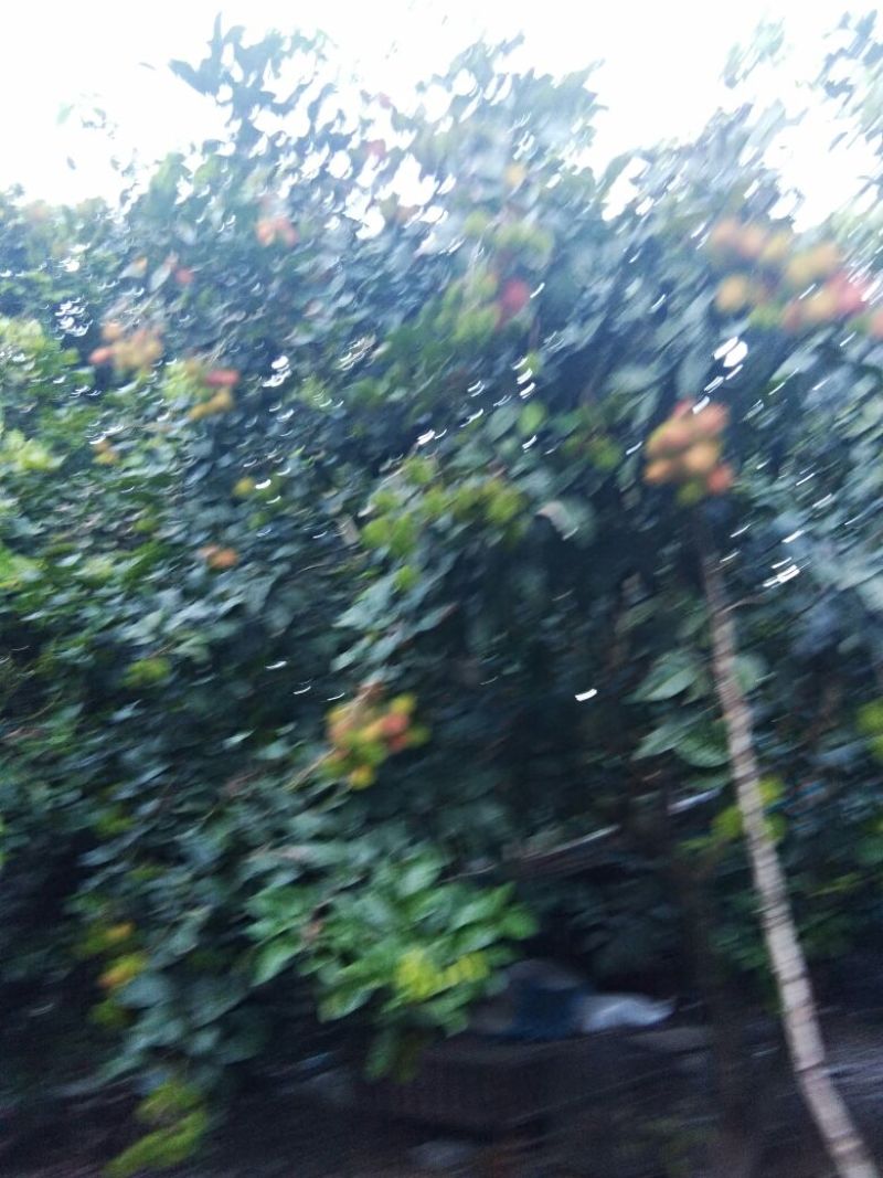 红毛丹