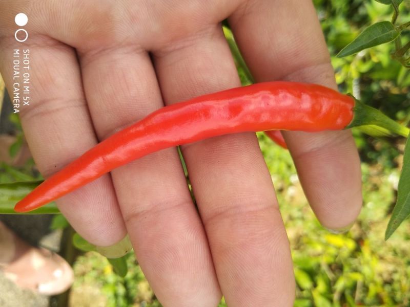 特辣朝天椒正宗朝天椒