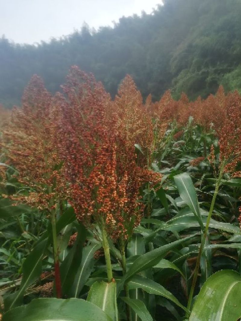 高粱，金糯一号