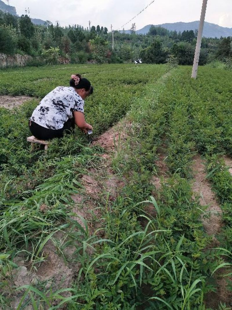陕西韩城花椒苗1~2年，狮子头黄盖花椒苗