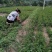 高产量韩城大红袍黄盖，狮子头花椒苗现挖现发