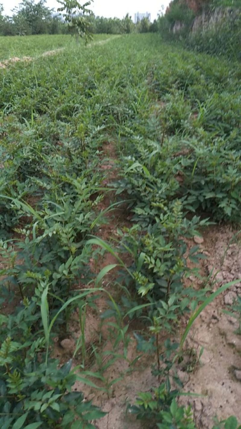 高产量韩城大红袍黄盖，狮子头花椒苗现挖现发