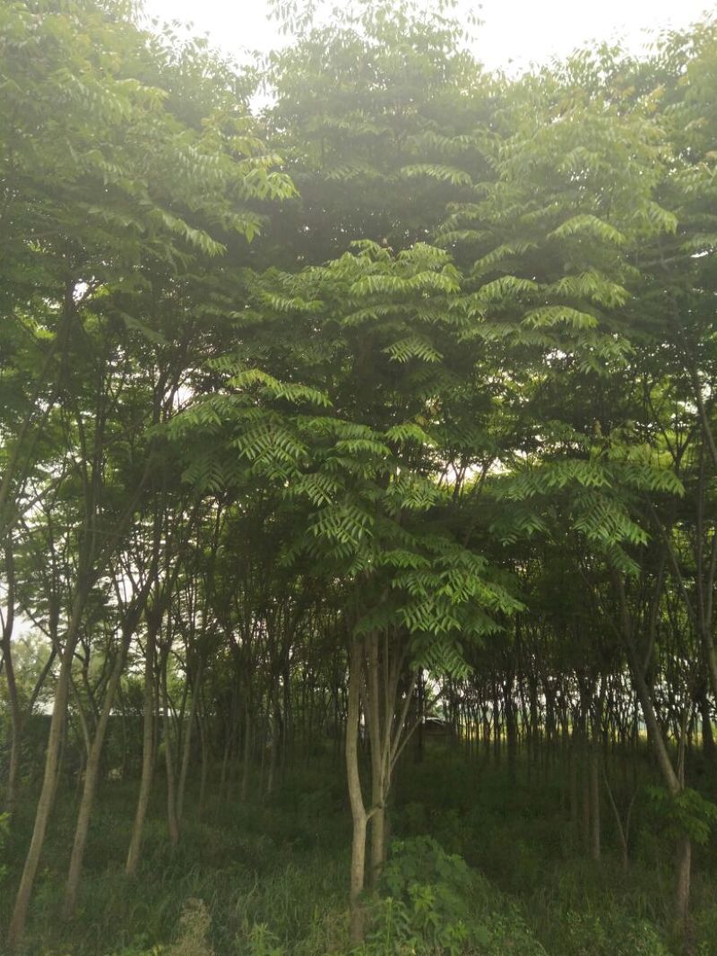 楠木树形好，根据买的公分数协调价格