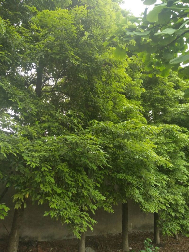 楠木树形好，根据买的公分数协调价格