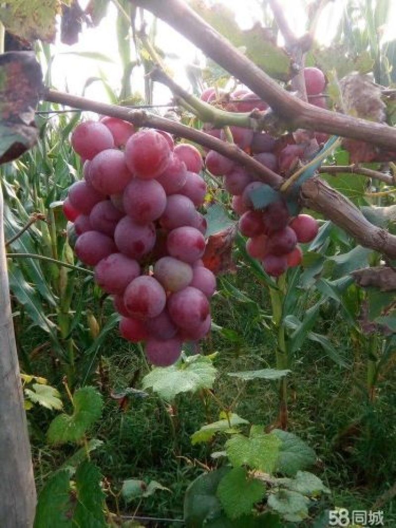 巨蜂葡萄