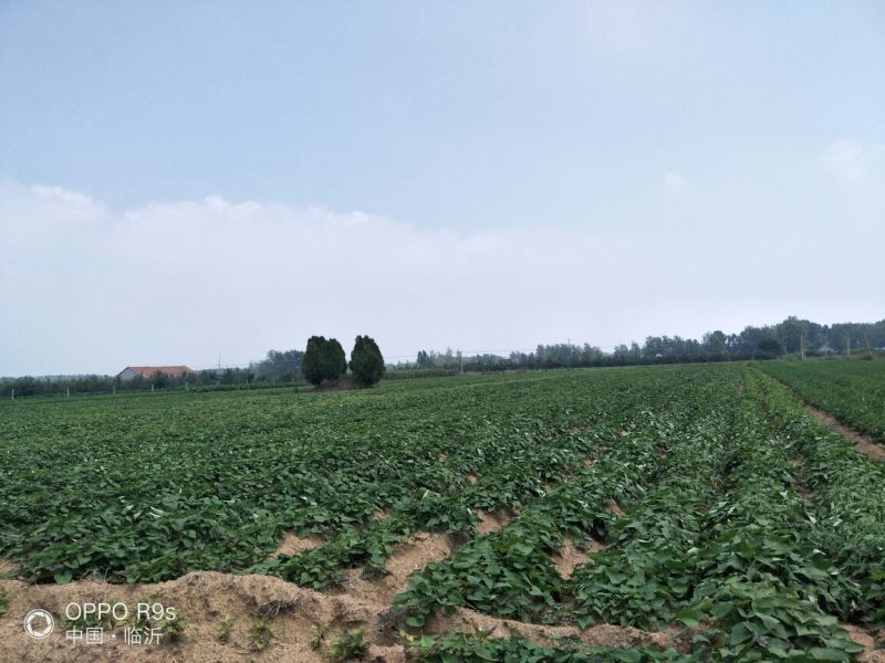 烟薯25，流蜜烟蜜薯，基地直供微商电商一件代发