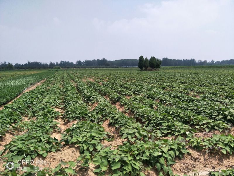 烟薯25，流蜜烟蜜薯，基地直供微商电商一件代发