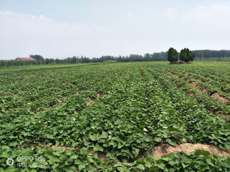 烟薯25，流蜜烟蜜薯，基地直供微商电商一件代发