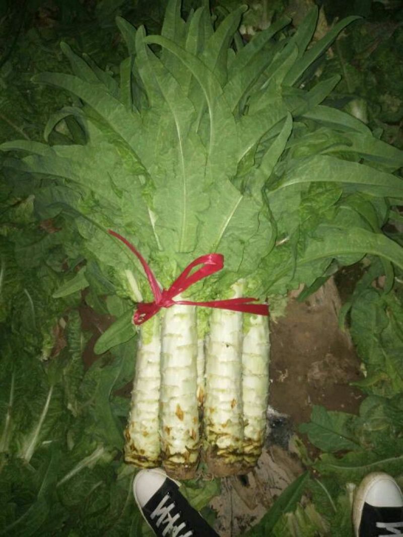 青叶莴笋