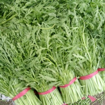 茼蒿菜