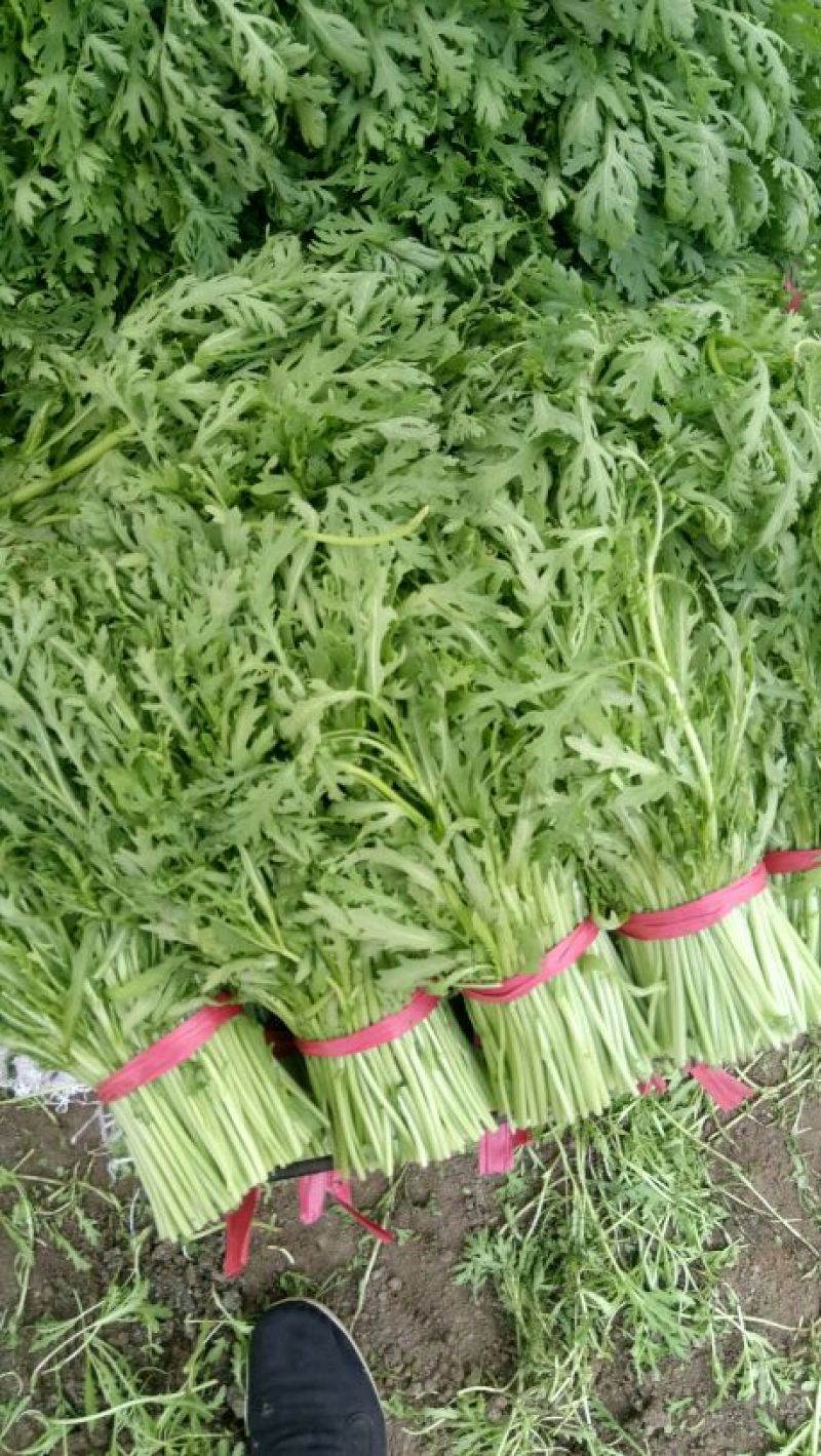 茼蒿菜