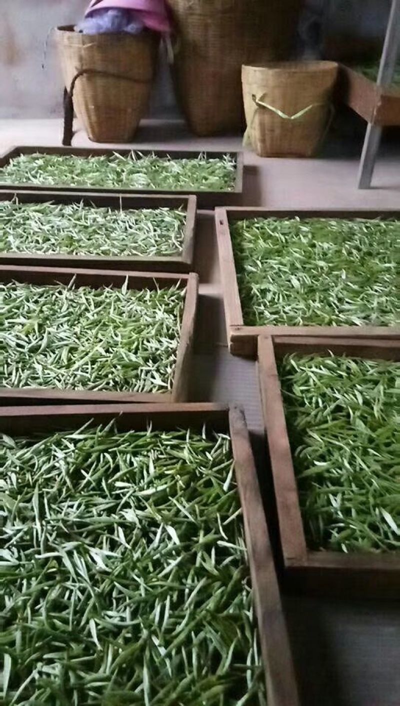 普洱古树茶