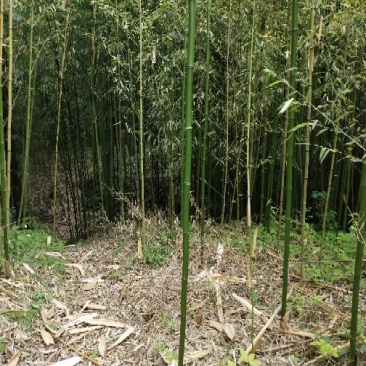 小金竹2~3米
