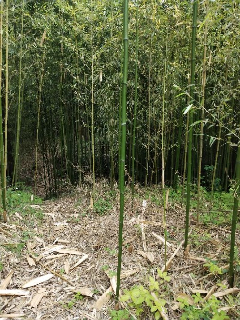 小金竹2~3米