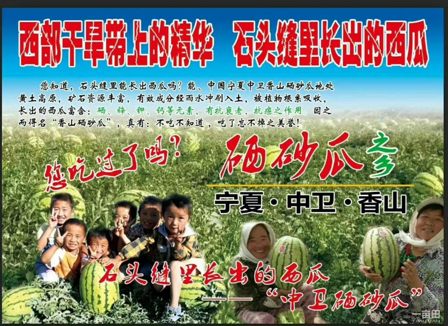 [西瓜批发]宁夏中卫沙坡头区西瓜 0.50元/斤金城西瓜十五斤打 _ 一亩田