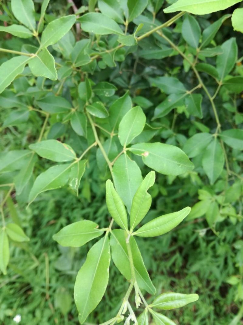 飞龙掌血