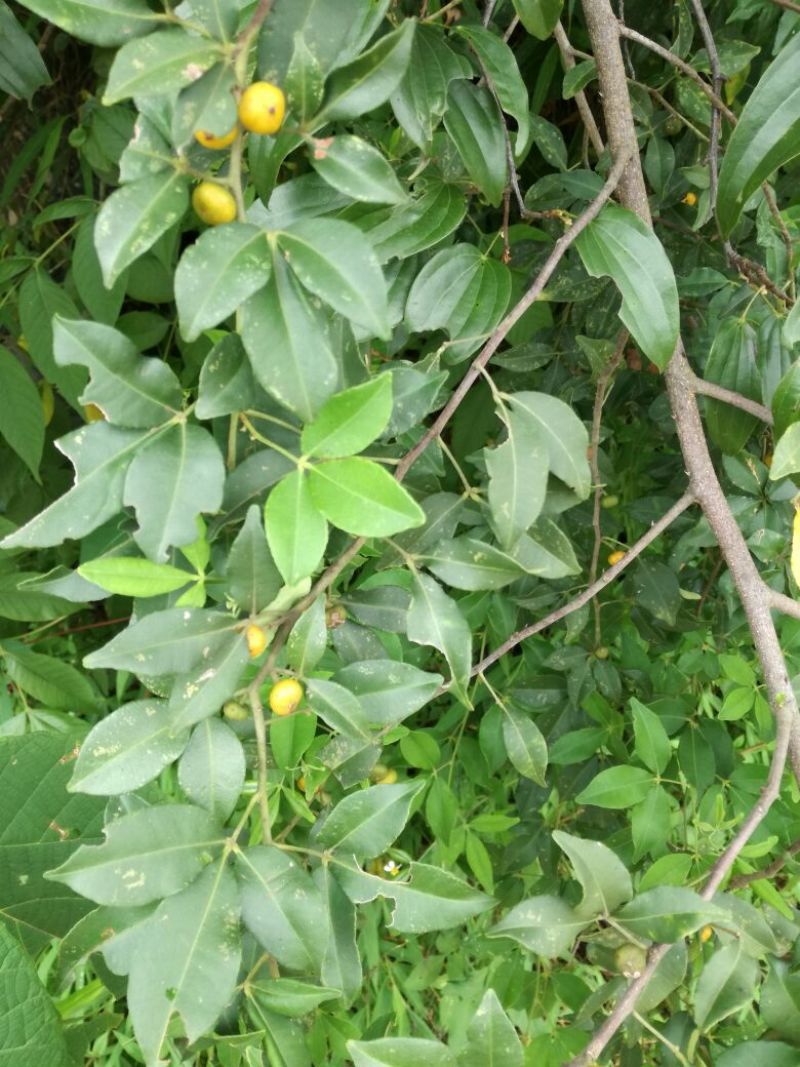 飞龙掌血