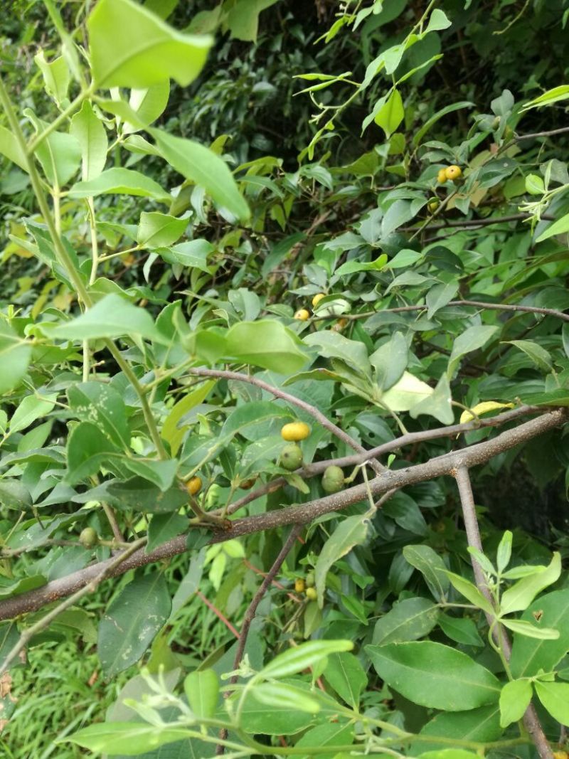 飞龙掌血