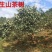 山茶油野生无添加——山里人家