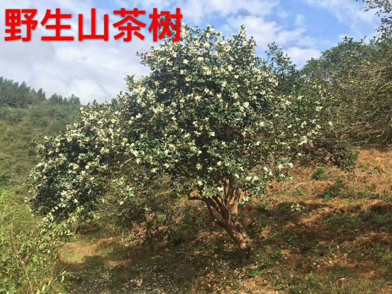 山茶油野生无添加——山里人家