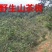 山茶油野生无添加——山里人家