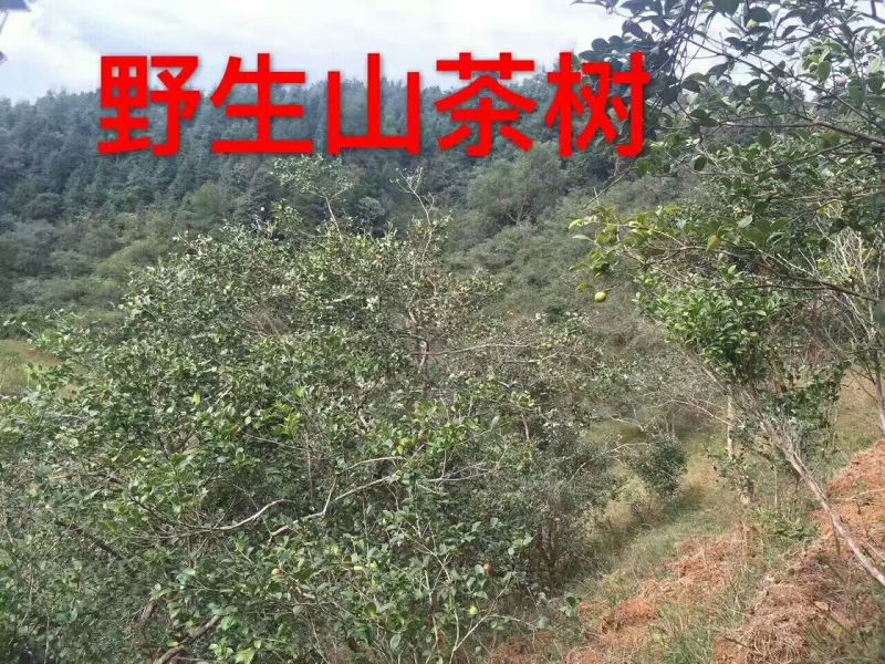 山茶油野生无添加——山里人家