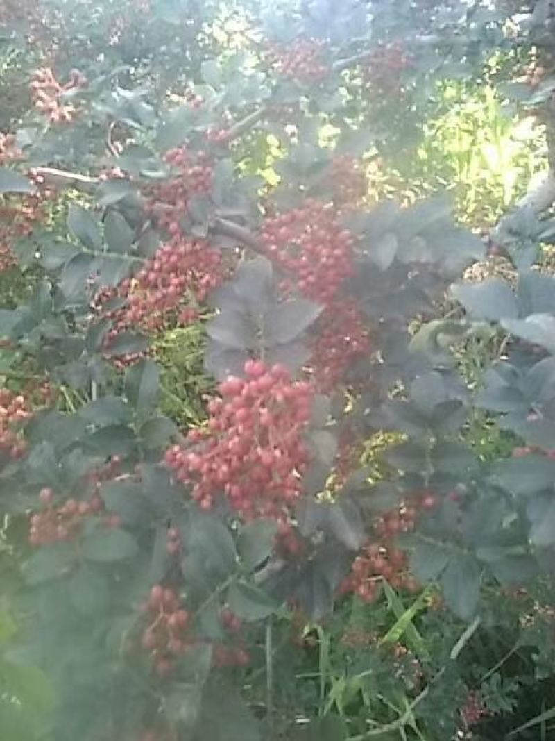 七天前与现在的货，陕西花椒，结合合理，需