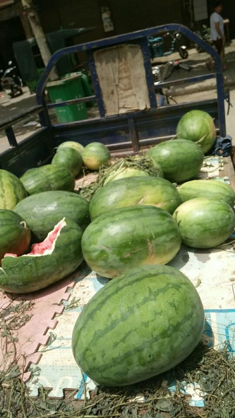花瓜甜王万亩