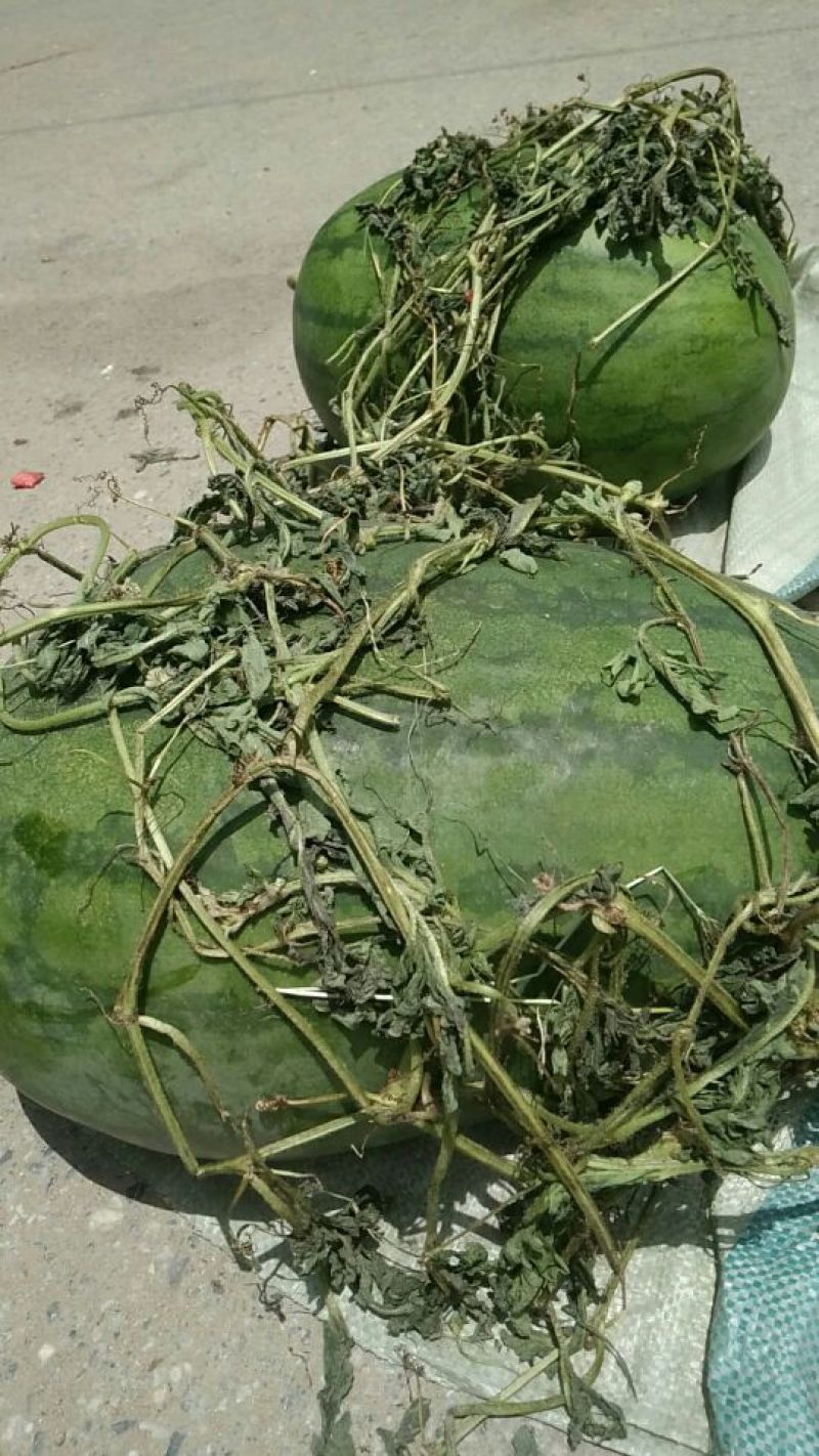 花瓜甜王万亩